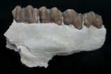 Oligocene Ruminant (Leptomeryx) Jaw Section #10571-1